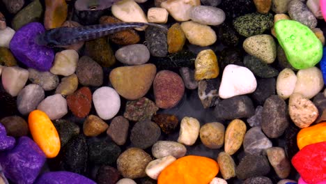 fishes in underwater in colorful aquarium