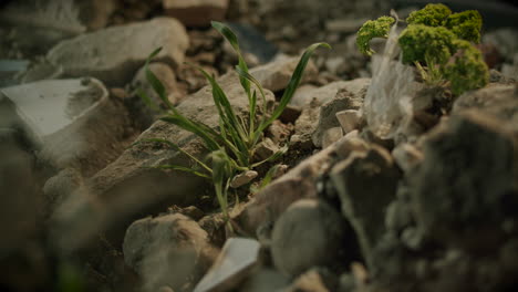 Wind-blowing-into-Grass-and-piece-of-plastic-bag-on-a-rocky-surface-Static-Closeup-shot-sunny