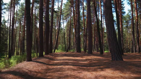 pine forest path