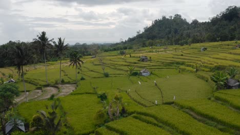 Wide-forward-aerial-of-rice-fields-and-green-hills-in-cloudy-Indonesia