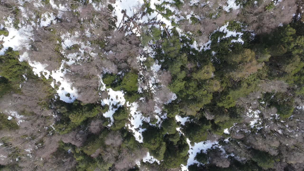 나무와 눈 인 산맥, 파타고니아, 아르헨티나에 대한 수직 기울어진 드론 움직임.