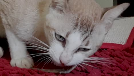 young grey cat playing and eating pray salamander inside closeup 1