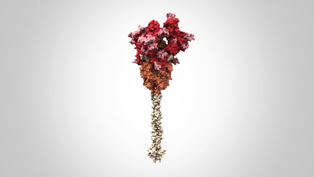 sars-cov-2 스파이크 s 단백질 - 회전 루프