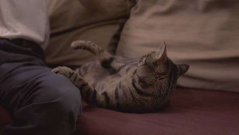 striped cat being playing with his owner while lying on its back on the sofa