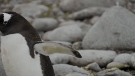 Penguin-enters-and-exits-frame-in-Antarctica,-rocks-as-background