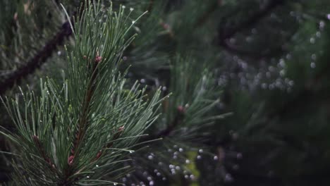 rain drops from coniferous leaves on a cloudy and rainy day