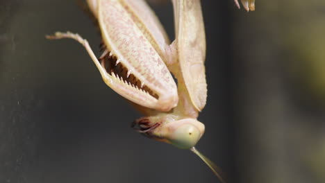 head of a praying mantis, predator of tropical countries, head upside down