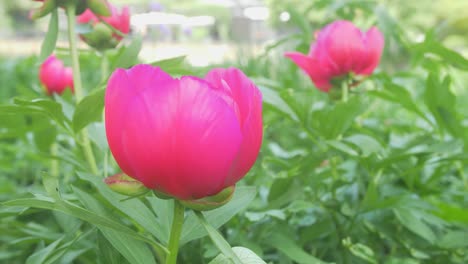 Tulipán-Magenta-En-El-Primer-Plano-Del-Jardín-Japonés