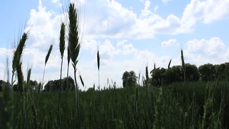 Caminando-Por-Un-Campo-De-Trigo-En-Crecimiento