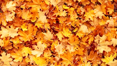 seamless loopable background from autumn leaves