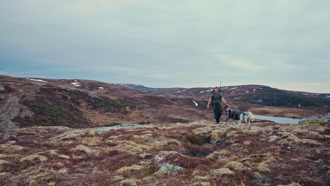 A Man With Alaskan Malamute Dogs Trekking In The Wilderness In Norway. Static Shot