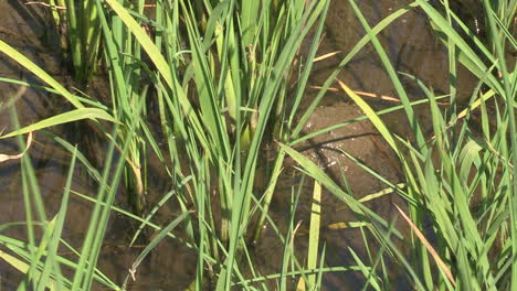 close-up of rice field, with the small green plant and water for its growth