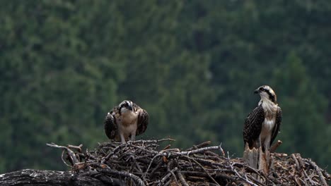 Juvenile-osprey-testing-its-wings