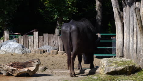 Back-view-of-Water-Buffalo-in-agricultural-farm-setting