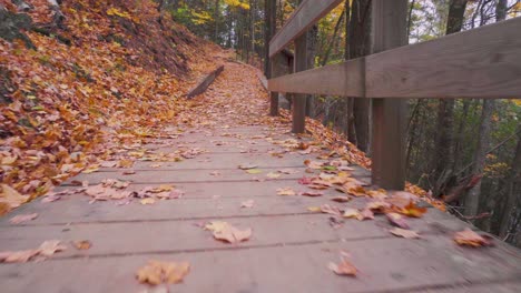 low to the ground shot of boardwalk with orange leaves on it in an autumn coloured forest with lots of hiking trails