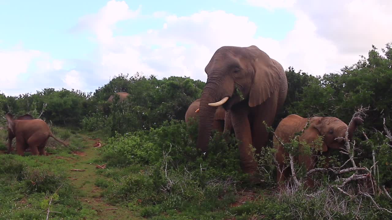 una linda familia de elefantes come vegetación exuberante en la reserva de caza de kariega