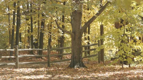 Sunny-autumn-day-on-the-farm-in-the-fenced-in-backyard-with-beautiful-trees-turning-to-their-fall-colors-in-Gatineau,-Quebec