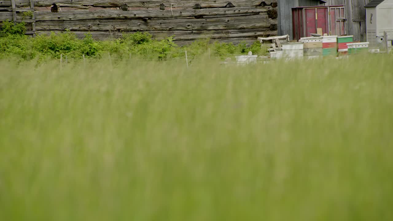 Manmade beehives behind some tall grass moving in the wind