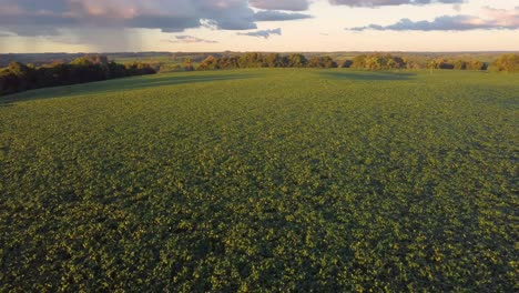 Plantación-De-Soja-Al-Sur-De-Brasil-Puesta-De-Sol-Drone-Amplia-Naturaleza