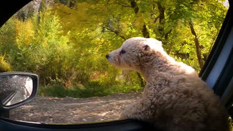 maltipoo puppy looking out from open window of car passing by autumnal forest