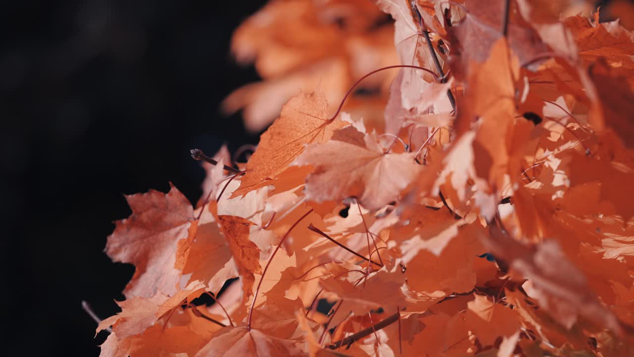 A close-up of the bright orange maple leaves