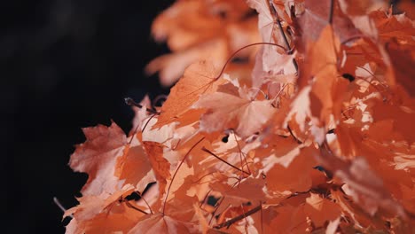 a close-up of the bright orange maple leaves