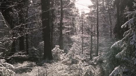 Tiro-De-Invierno-De-Ensueño-En-Un-Bosque-Profundo-Con-Plantas-Y-árboles-Nevados-Y-Luz-Solar-En-El-Fondo