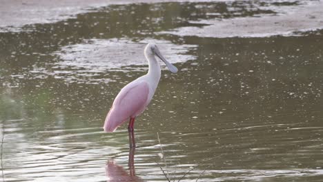 roseate spoonbill stands by a black-necked stilt in arizona