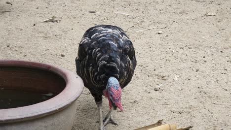 turkey in a garden