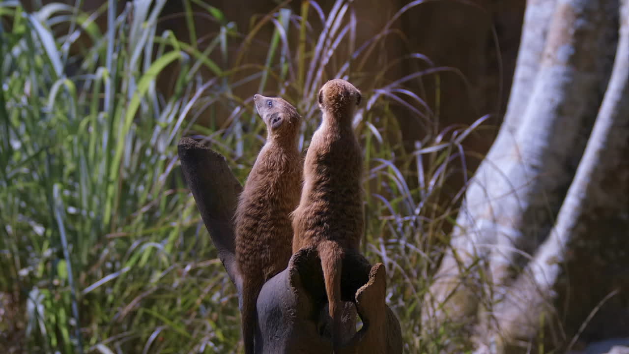 보초 임무를 수행하는 한 쌍의 미어캣
