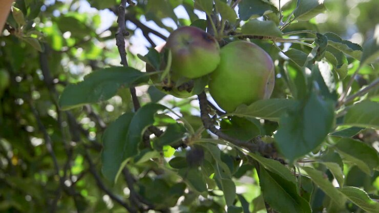 Una mano che raccoglie una mela verde matura da un albero