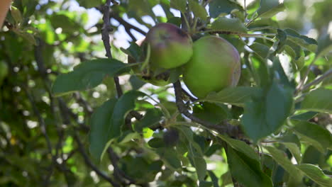 hand picking a ripe green apple from a tree