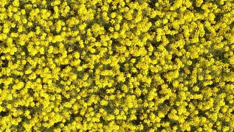 bright yellow rapeseed flowers covering field in county meath, ireland, aerial view