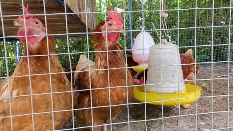 chickens eating from feeders in a cage