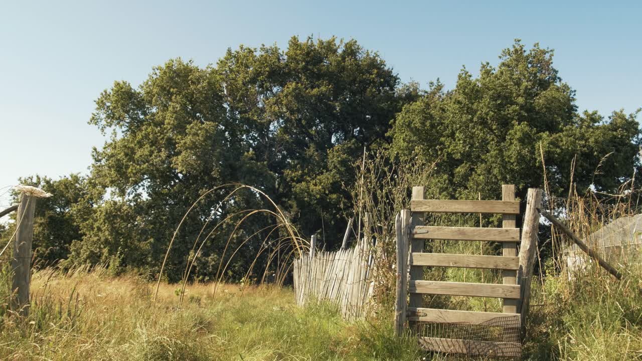 A huge tree in France forest.