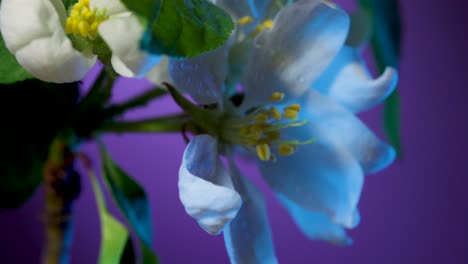 apple tree flower covered with dew drops macro