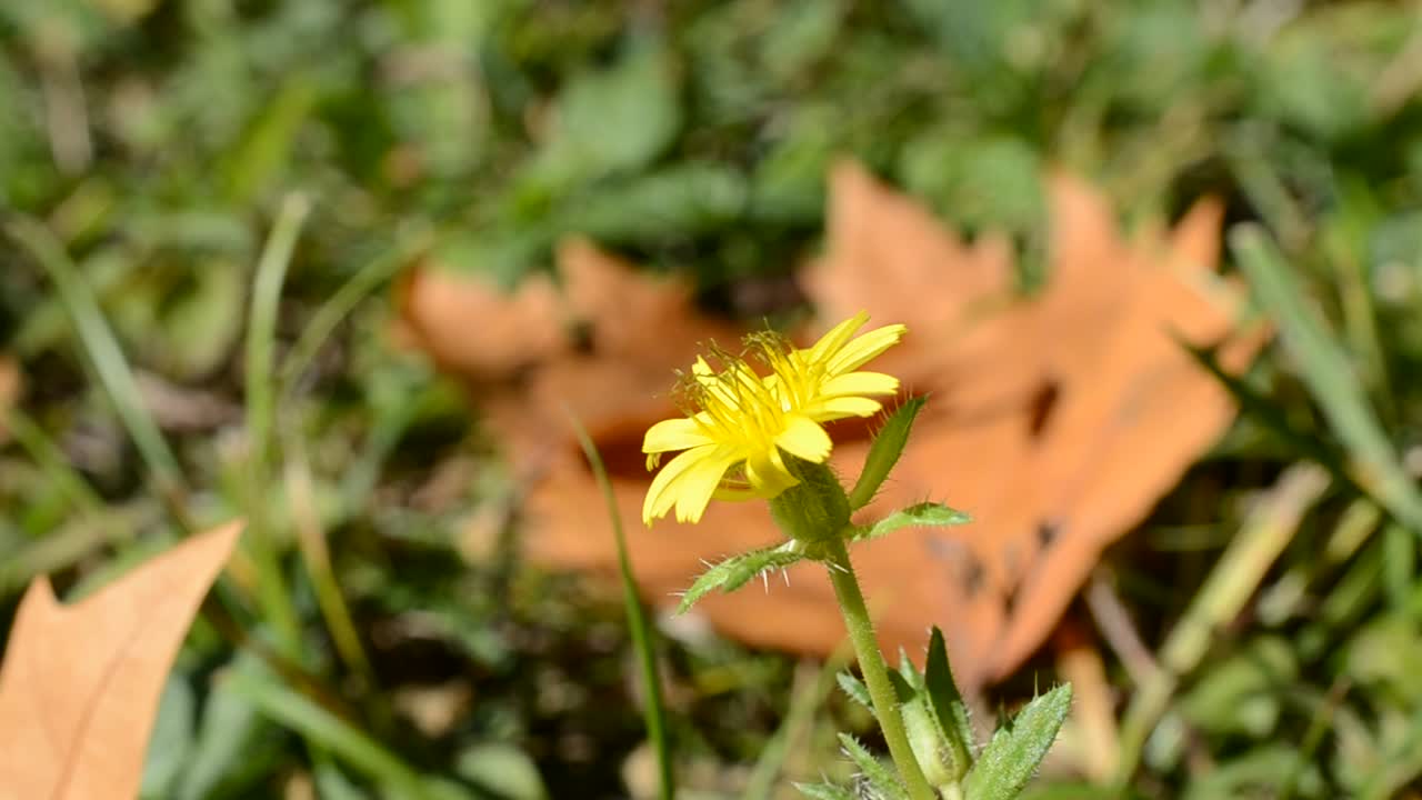 Foglia autunnale su erba verde, primo piano macro
