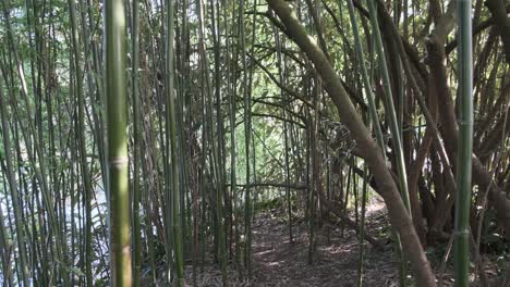 small path through dense bamboo forest