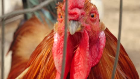 poultry in cages looking at the camera