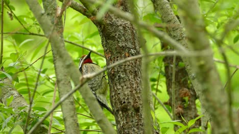 yellow bellied sapsucker male feeding from tree, looking for worms, medium shot