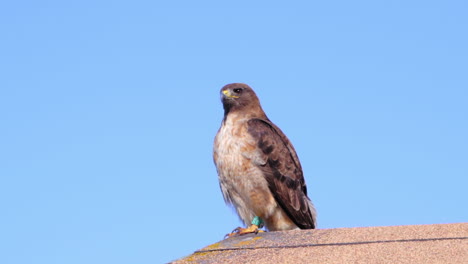 Wunderschöner-Rotschwanzbussard,-Der-Auf-Dem-Dach-Einer-Kabine-In-Einer-Steilen-Schlucht-In-Kalifornien-Sitzt