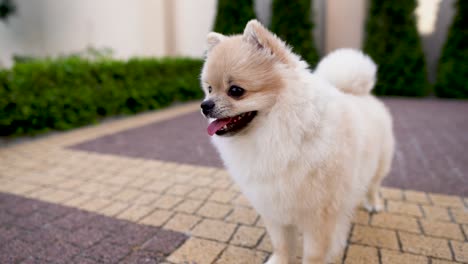 close-up of one cream pomeranian spitz standing on the pavement. green plants in the background.