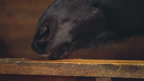 hungry black horse licks food leftovers on wooden plank