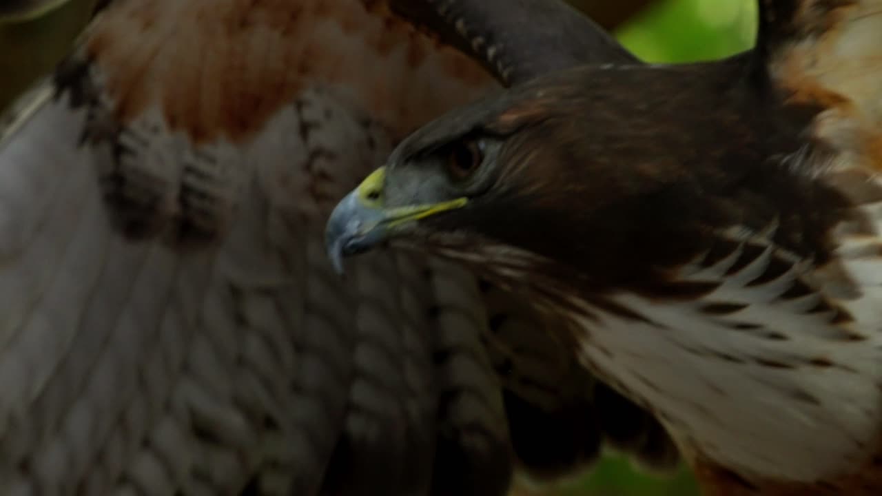 Brown hawk spreading wings in forest light