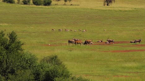 Ebenenspiel-Im-Südlichen-Afrika