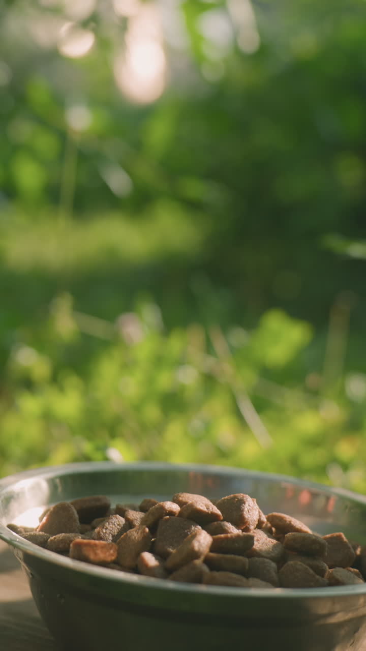 cerca de la mano recuperando un plato de metal lleno de comida para perros de una tabla de madera, mientras que otro plato vacío se sienta a su lado, el fondo presenta vegetación exuberante y luz natural suave