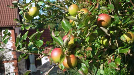 Rosy-apples-on-a-tree-in-garden-in-sunshine