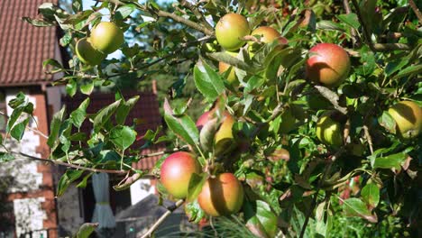 rosy apples on a tree in garden in sunshine