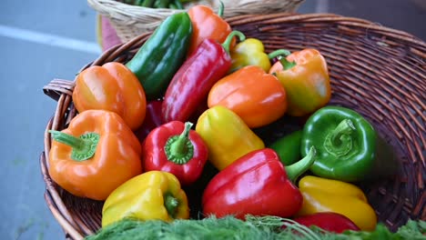 en el festival de la agricultura en los emiratos árabes unidos, los pimientos cultivados localmente se exhiben y se ofrecen para la venta