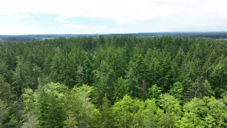 Aerial-shot-panning-over-a-dense-forest-on-Whidbey-Island